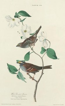 White-throated Sparrow, 1827. Creator: William Home Lizars.