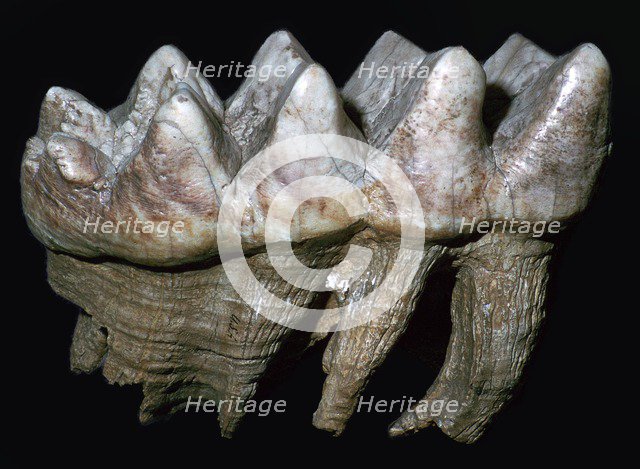 Fossil tooth of a mastodon. Artist: Unknown