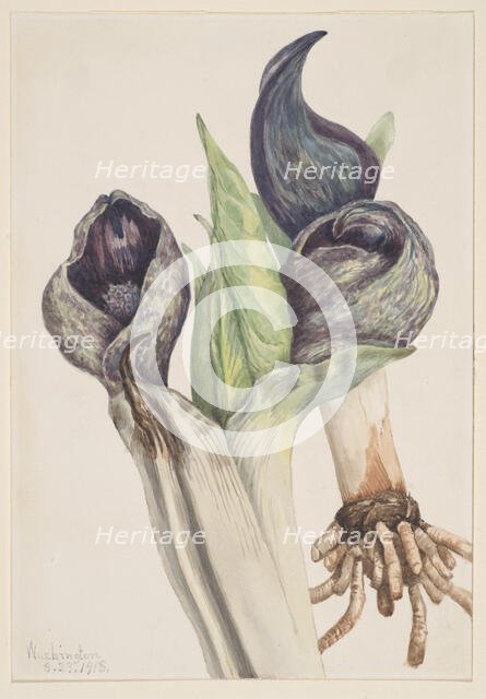 Skunk Cabbage (Spathyema foetida), 1918. Creator: Mary Vaux Walcott.