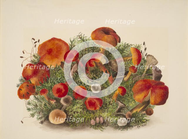 (Untitled--Study of Mushrooms), 1880. Creator: Mary Vaux Walcott.