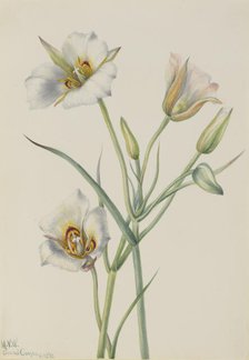 Sego Lily (Calochortus nuttallii), 1933. Creator: Mary Vaux Walcott.