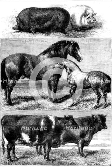 Prize animals from the Royal Agricultural Society's show in Battersea Park, 1862. Creator: Unknown.