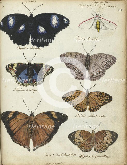 Javanese butterflies, 1784-1785. Creator: Jan Brandes.