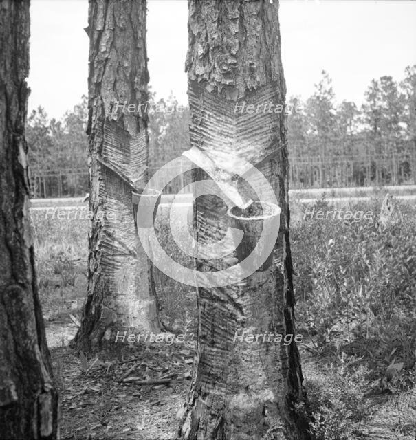 Turpentine trees, Northern Florida, 1936. Creator: Dorothea Lange.