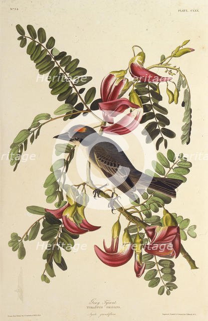 Gray Tyrant. From "The Birds of America", 1827-1838. Creator: Audubon, John James (1785-1851).