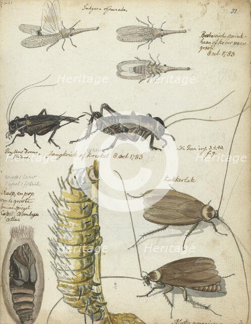 Insects, 1783. Creator: Jan Brandes.