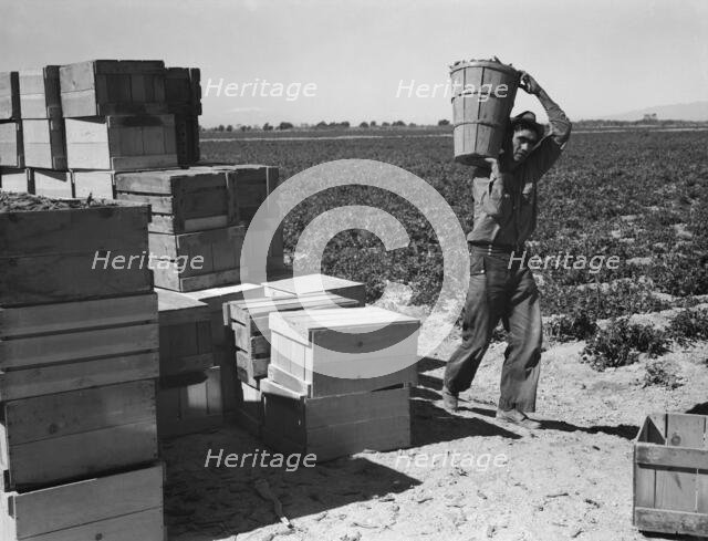 Pea picker, Imperial Valley, California, 1939. Creator: Dorothea Lange.