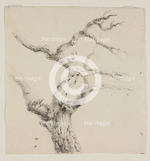 Branches of a Tree, c1830s. Creator: Thomas Cole.