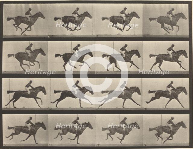 Plate Number 626. Gallop, thoroughbred bay mare, Annie G., 1887. Creator: Eadweard J Muybridge.