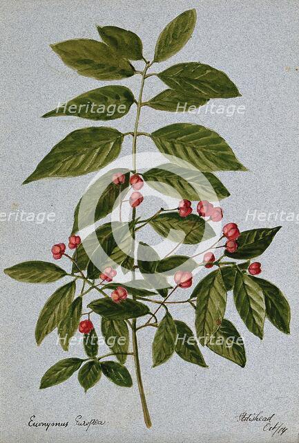 Spindle-tree (Euonymus europea): fruiting stem, 1904. Creator: Unknown.