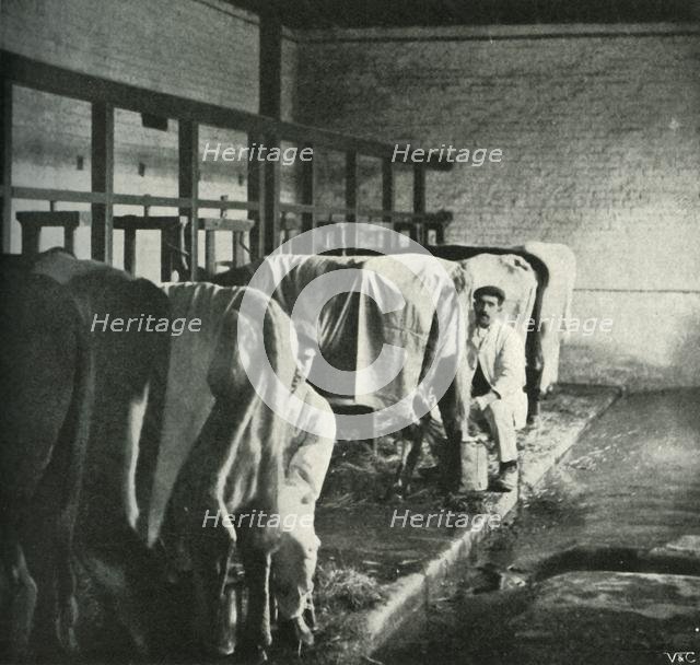 'An Up-To-Date Milking-Shed at the Walker-Gordon Farm', 1902. Creator: Unknown.