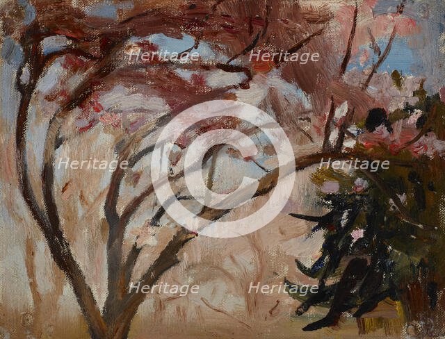 Crimea (Magnolia), 1904. Creator: Jan Ciaglinski.