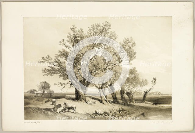 Pollard Willow, from The Park and the Forest, 1841. Creator: James Duffield Harding.