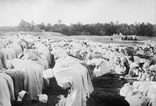 Arabs at prayer in desert, between c1910 and c1915. Creator: Bain News Service.
