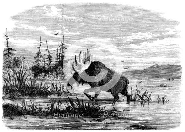 Moose-hunting in Canada - a Bull Moose feeding, 1858. Creator: Unknown.