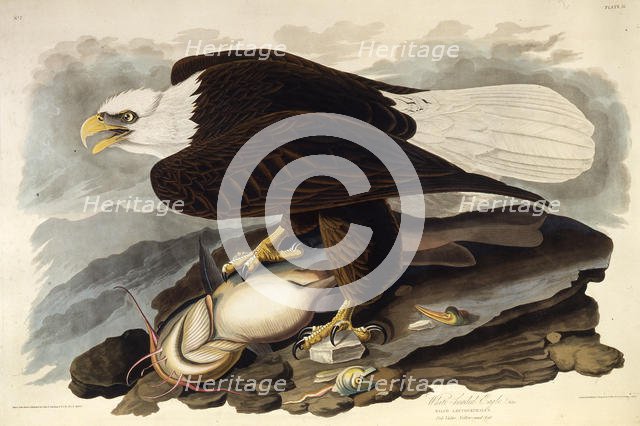 The bald eagle. From "The Birds of America", 1827-1838. Creator: Audubon, John James (1785-1851).
