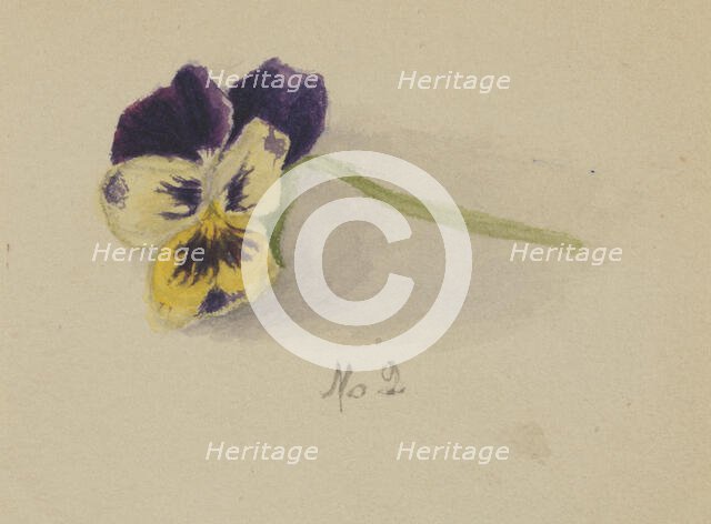 Untitled (Pansy), 1872. Creator: Mary Vaux Walcott.