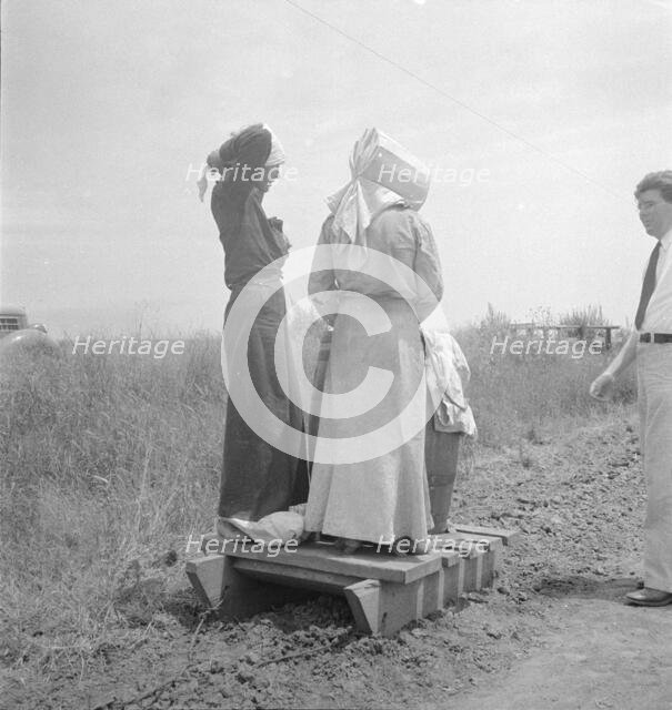 Cotton picking in south Texas, 1936. Creator: Dorothea Lange.