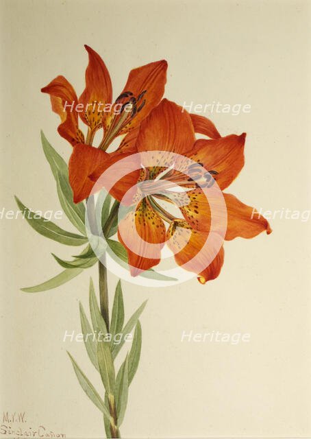 Red Lily (Lilium montanum), 1923. Creator: Mary Vaux Walcott.