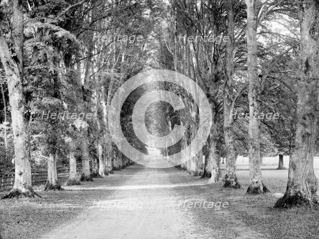 Dames Avenue, Highclere Castle, Hampshire, c1860-c1922. Artist: Henry Taunt.