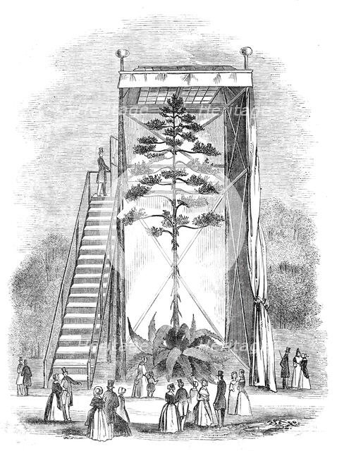 Great American Aloe in bloom, 1844. Creator: Unknown.