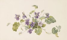 Violets, c1875. Creator: Gerardina Jacoba van de Sande Bakhuyzen.