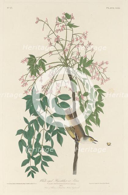 White-eyed Fly Catcher, 1829. Creator: Robert Havell.