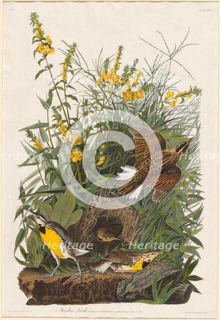 Meadow Lark, 1832. Creator: Robert Havell.