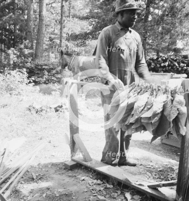 Possibly: Stringing tobacco, Granville County, North Carolina, 1939. Creator: Dorothea Lange.