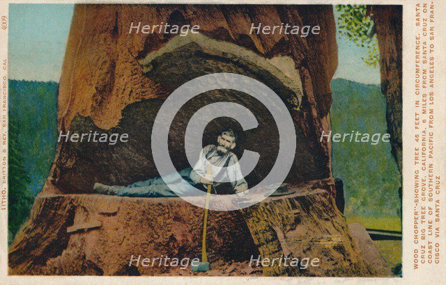 'Wood Chopper'-Showing Tree 46 Feet in Circumference. Santa Cruz Big Tree Grove, California', c1909. Artist: Unknown.