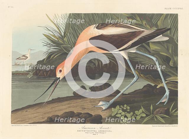 American Avocet, 1836. Creator: Robert Havell.