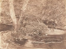 [Tree and Brush in Creek Scene], 1853-56. Creator: John Dillwyn Llewelyn.