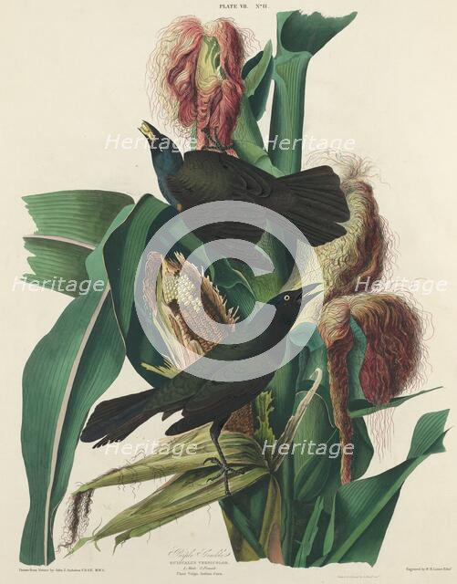 Purple Grackle, 1827. Creator: William Home Lizars.