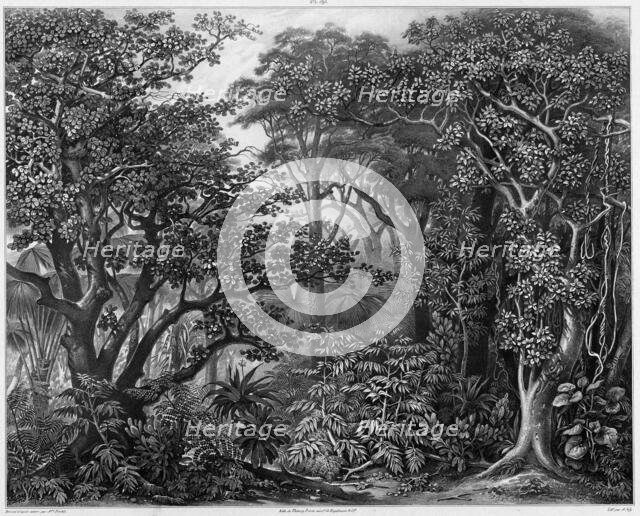 View Taken in the Forests of Peel Island, Bonin Islands, 19th century. Creators: Alexander Postels, Godefroy Engelmann.