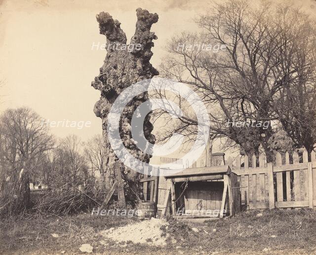 Old Tree near Chatham, 1850s. Creator: Unknown.