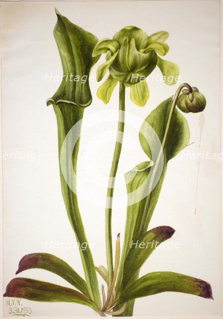 Green Pitcherplant (Sarracenia orephila), 1933. Creator: Mary Vaux Walcott.