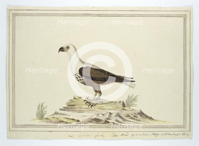 Haliaetus vocifer (African fish eagle), 1777-1786. Creator: Robert Jacob Gordon.