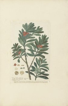 Hyenanche globosa Lam. or  Toxicodendrum capense of globosum (Cape wolvegift), in or after c.1780. Creator: Robert Jacob Gordon.