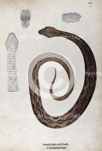 A poisonous snake, brown in colour with darker oblong patches: includes three outline..., 1795. Creator: Unknown.