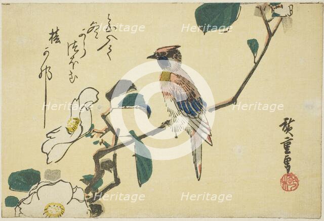 Black-naped oriole on camellia branch, n.d. Creator: Ando Hiroshige.