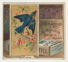 Bluebird, from the Birds of America series (N37) for Allen & Ginter Cigarettes, 1888. Creator: Allen & Ginter.