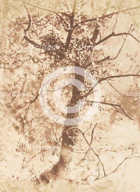 Tree at Colinton, 1843-47. Creators: David Octavius Hill, Robert Adamson, Hill & Adamson.