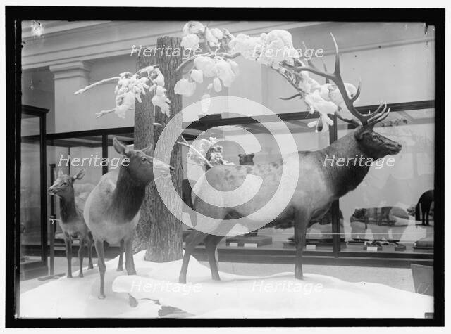 National Museum, between 1910 and 1917. Creator: Harris & Ewing.