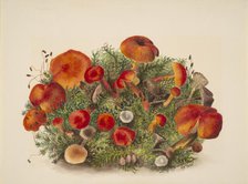 (Untitled--Study of Mushrooms), 1880. Creator: Mary Vaux Walcott.