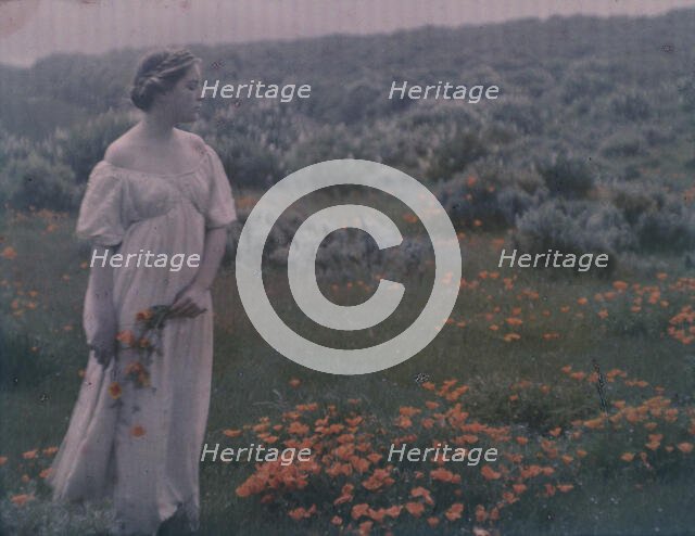 Helen MacGowan Cooke picking California golden poppies in a field, between 1906 and 1911. Creator: Arnold Genthe.