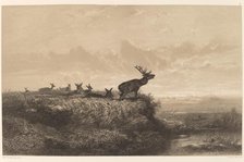 Le Matin. Cerf et Biches. Creator: Karl Bodmer.