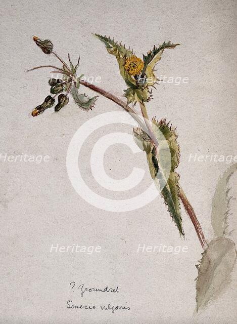 Groundsel (Senecio vulgaris): flowering stem. Creator: Unknown.