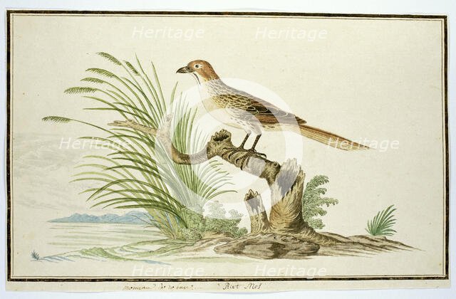 Sphenoeacus afer (Cape grassbird), 1777-1786. Creator: Robert Jacob Gordon.