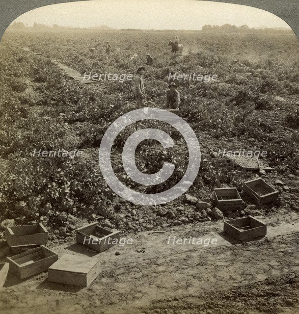Drying raisins, Fresno, San Joaquin Valley, California, USA.Artist: Underwood & Underwood