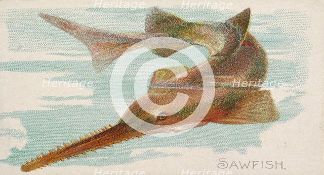 Sawfish, from the Fish from American Waters series (N8) for Allen & Ginter Cigarettes Brands, 1889. Creator: Allen & Ginter.